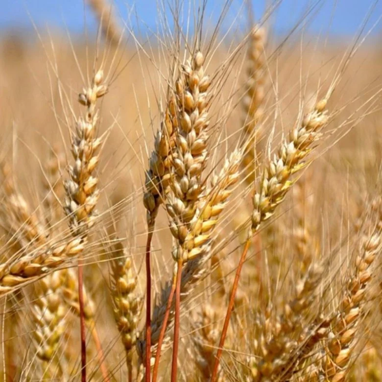 Пшеница на экспорт